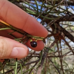Lysiana murrayi at Mutawintji, NSW - 27 Aug 2022 03:17 PM