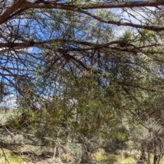 Lysiana murrayi at Mutawintji, NSW - 27 Aug 2022 03:17 PM