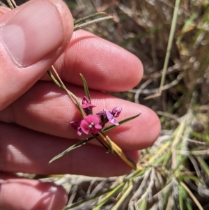 Glycine canescens at Mutawintji, NSW - 27 Aug 2022