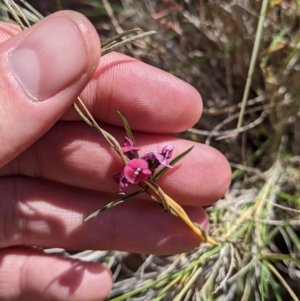 Glycine canescens at Mutawintji, NSW - 27 Aug 2022