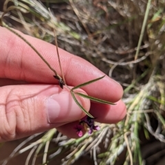 Glycine canescens at Mutawintji, NSW - 27 Aug 2022 03:25 PM