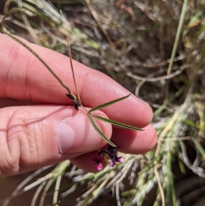 Glycine canescens at Mutawintji, NSW - 27 Aug 2022