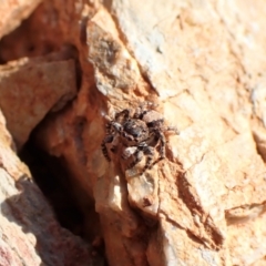 Euophryinae sp. (Rockhopper) undescribed (Euophryinae sp. (Rockhopper) undescribed) at Aranda, ACT - 3 Sep 2022 by CathB