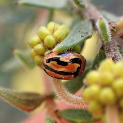 Peltoschema trilineata (Leaf beetle) at Aranda Bushland - 3 Sep 2022 by CathB