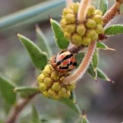 Peltoschema trilineata at Molonglo Valley, ACT - 3 Sep 2022 02:58 PM