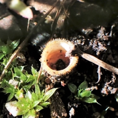 Nidula sp. (A bird's nest fungus) at Point 4526 - 3 Sep 2022 by CathB