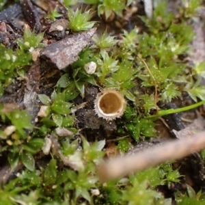 Nidula sp. at Molonglo Valley, ACT - 3 Sep 2022 03:01 PM