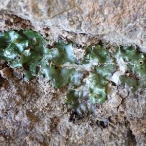 Marchantia foliacea at Cook, ACT - 31 Aug 2022