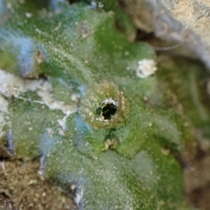 Marchantia foliacea at Cook, ACT - 31 Aug 2022