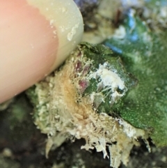 Unidentified at suppressed - 31 Aug 2022