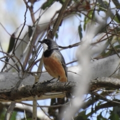 Pachycephala rufiventris (Rufous Whistler) at Bundanoon - 28 Nov 2021 by GlossyGal