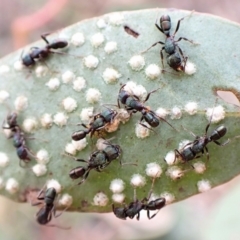 Rhytidoponera metallica at Molonglo Valley, ACT - 28 Aug 2022