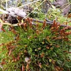 Tayloria octoblepharum (Moss) at Aranda Bushland - 24 Aug 2022 by CathB