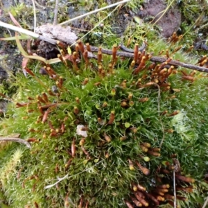 Tayloria octoblepharum at Aranda, ACT - 24 Aug 2022