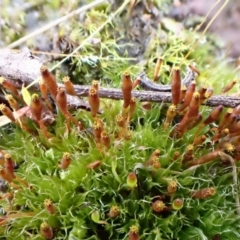 Tayloria octoblepharum at Aranda, ACT - 24 Aug 2022