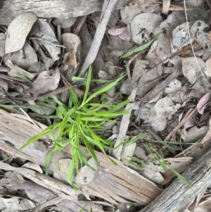 Ehrharta erecta at Aranda, ACT - 5 Sep 2022