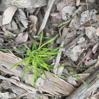 Ehrharta erecta (Panic Veldtgrass) at Aranda Bushland - 5 Sep 2022 by lbradley