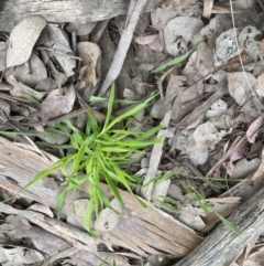 Ehrharta erecta (Panic Veldtgrass) at Molonglo Valley, ACT - 5 Sep 2022 by lbradley
