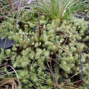 Breutelia affinis at Aranda, ACT - 24 Aug 2022