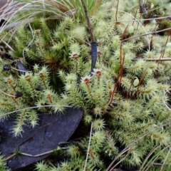 Breutelia affinis at Aranda, ACT - 24 Aug 2022