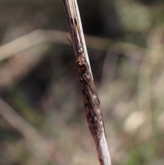 Discobola sp. (genus) at Aranda Bushland - 21 Aug 2022 by CathB