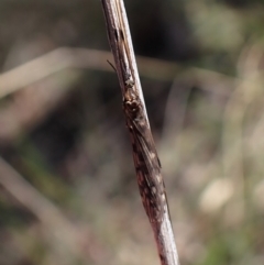 Discobola sp. (genus) at Molonglo Valley, ACT - 21 Aug 2022 by CathB