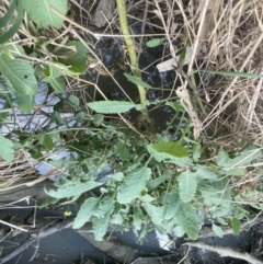 Hirschfeldia incana (Buchan Weed) at Aranda, ACT - 5 Sep 2022 by lbradley