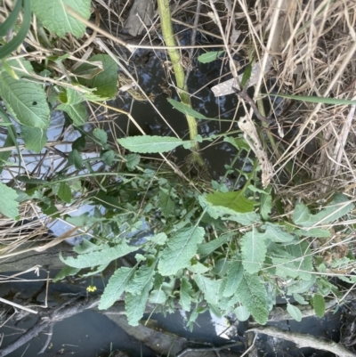 Hirschfeldia incana (Buchan Weed) at Aranda Bushland - 5 Sep 2022 by lbradley