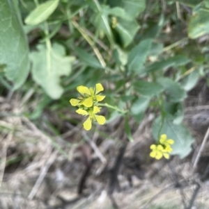 Hirschfeldia incana at Aranda, ACT - 5 Sep 2022