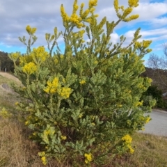 Acacia covenyi (Blue Bush) at Isaacs, ACT - 5 Sep 2022 by Mike