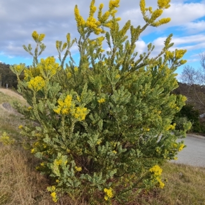 Acacia covenyi (Blue Bush) at Isaacs, ACT - 5 Sep 2022 by Mike