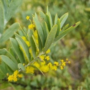 Acacia covenyi at Isaacs, ACT - 5 Sep 2022 04:36 PM