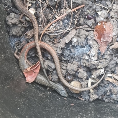 Saproscincus mustelinus (Weasel Skink) at Yarralumla, ACT - 4 Sep 2022 by pixelnips