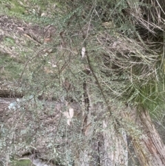 Bursaria spinosa subsp. lasiophylla (Australian Blackthorn) at Molonglo Valley, ACT - 5 Sep 2022 by lbradley