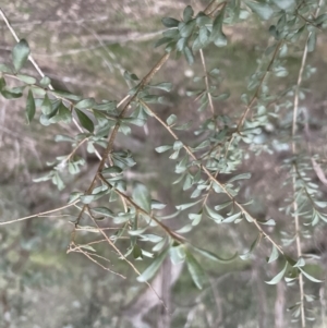 Bursaria spinosa subsp. lasiophylla at Molonglo Valley, ACT - 5 Sep 2022