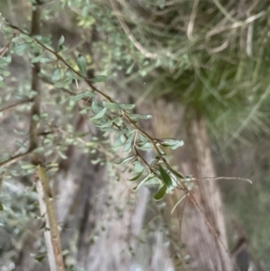 Bursaria spinosa subsp. lasiophylla at Molonglo Valley, ACT - 5 Sep 2022