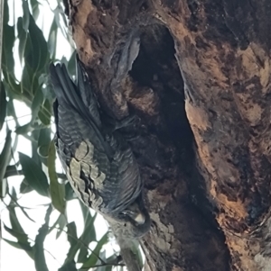 Callocephalon fimbriatum at Belconnen, ACT - 5 Sep 2022