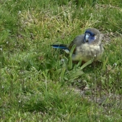 Northiella haematogaster (Greater Bluebonnet) at Lake Ginninderra - 5 Sep 2022 by jhotchin