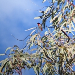 Dicaeum hirundinaceum (Mistletoebird) at Mutawintji National Park - 27 Aug 2022 by Darcy