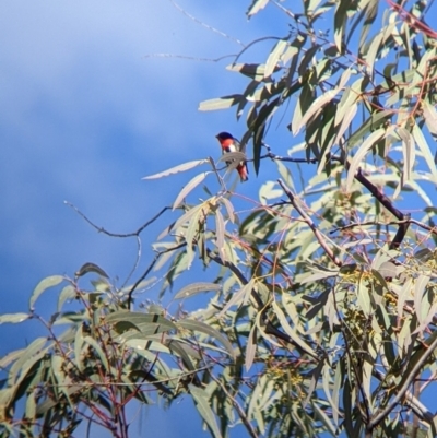 Dicaeum hirundinaceum (Mistletoebird) at Mutawintji National Park - 27 Aug 2022 by Darcy