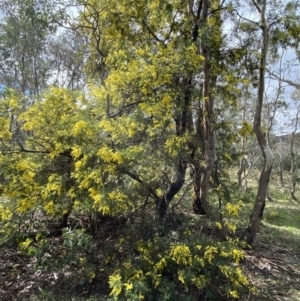 Acacia baileyana x Acacia dealbata at Watson, ACT - 12 Sep 2022 05:44 PM