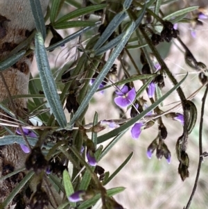 Glycine clandestina at Watson, ACT - 5 Sep 2022 10:56 AM