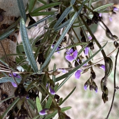 Glycine clandestina (Twining Glycine) at Mount Majura - 5 Sep 2022 by SteveBorkowskis