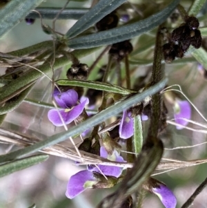 Glycine clandestina at Watson, ACT - 5 Sep 2022