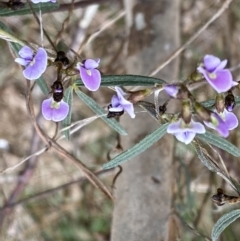 Glycine clandestina at Watson, ACT - 5 Sep 2022 10:56 AM