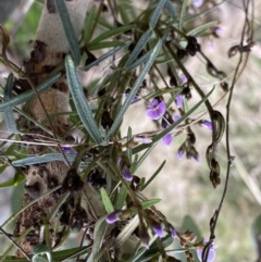 Glycine clandestina at Watson, ACT - 5 Sep 2022 10:56 AM