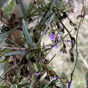 Glycine clandestina at Watson, ACT - 5 Sep 2022 10:56 AM