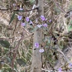 Glycine clandestina at Watson, ACT - 5 Sep 2022 10:56 AM