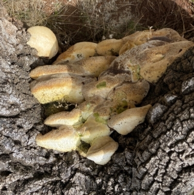 zz Polypore (shelf/hoof-like) at Mount Majura - 5 Sep 2022 by SteveBorkowskis