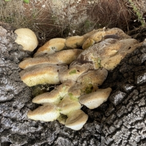 zz Polypore (shelf/hoof-like) at Watson, ACT - 5 Sep 2022 01:48 PM